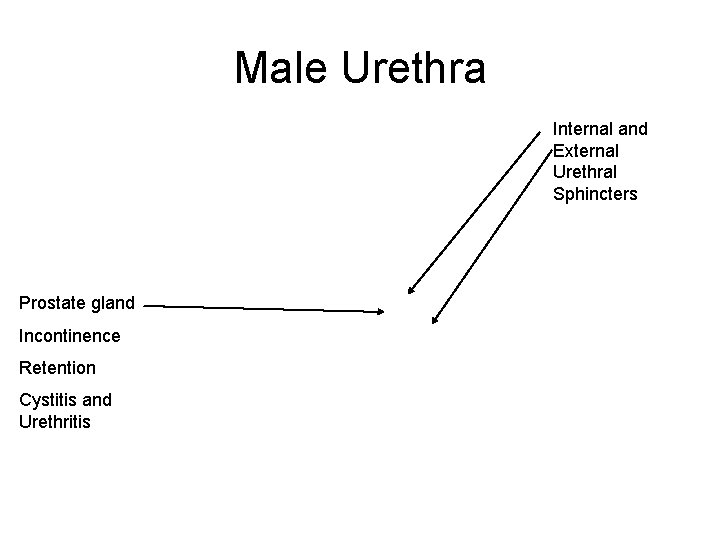 Male Urethra Internal and External Urethral Sphincters Prostate gland Incontinence Retention Cystitis and Urethritis
