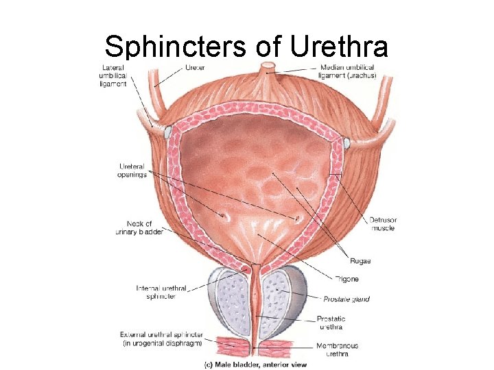 Sphincters of Urethra 