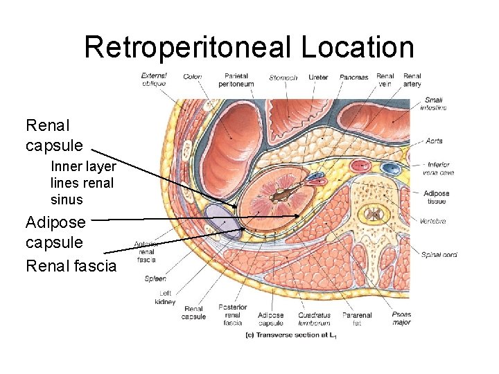 Retroperitoneal Location Renal capsule Inner layer lines renal sinus Adipose capsule Renal fascia 