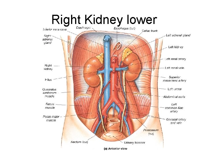 Right Kidney lower 