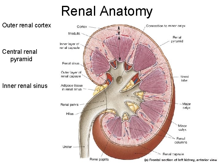 Renal Anatomy Outer renal cortex Central renal pyramid Inner renal sinus 