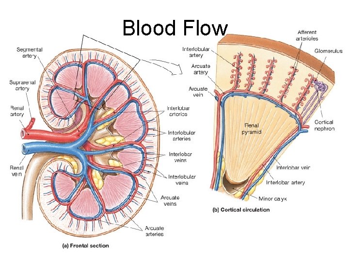 Blood Flow 