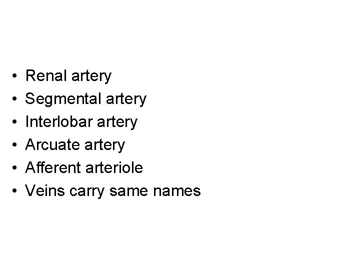  • • • Renal artery Segmental artery Interlobar artery Arcuate artery Afferent arteriole