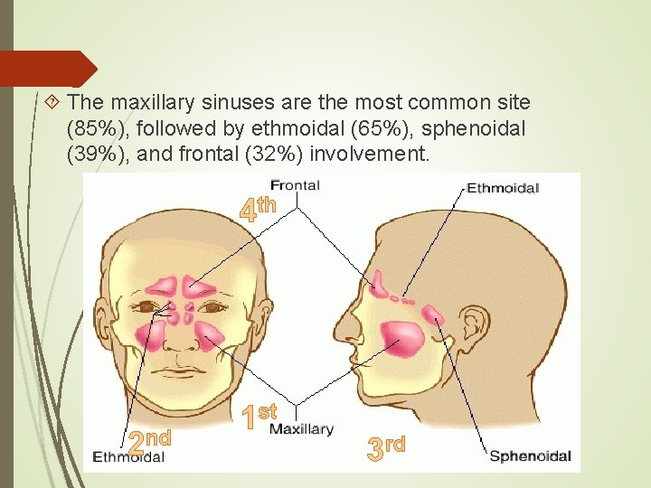  The maxillary sinuses are the most common site (85%), followed by ethmoidal (65%),