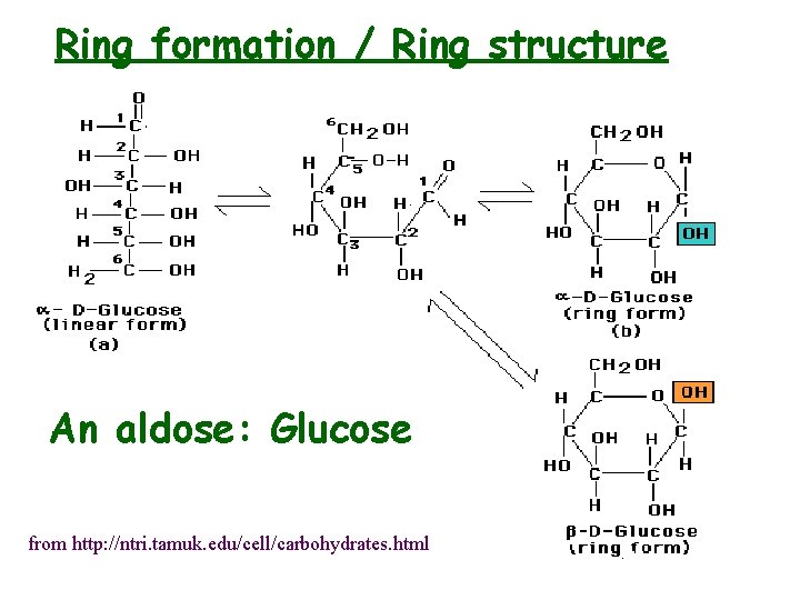 Ring formation / Ring structure An aldose: Glucose from http: //ntri. tamuk. edu/cell/carbohydrates. html