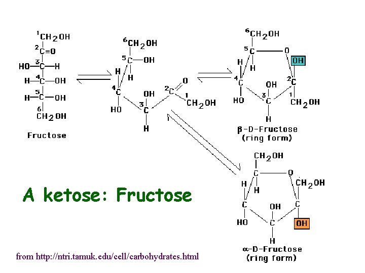 A ketose: Fructose from http: //ntri. tamuk. edu/cell/carbohydrates. html 