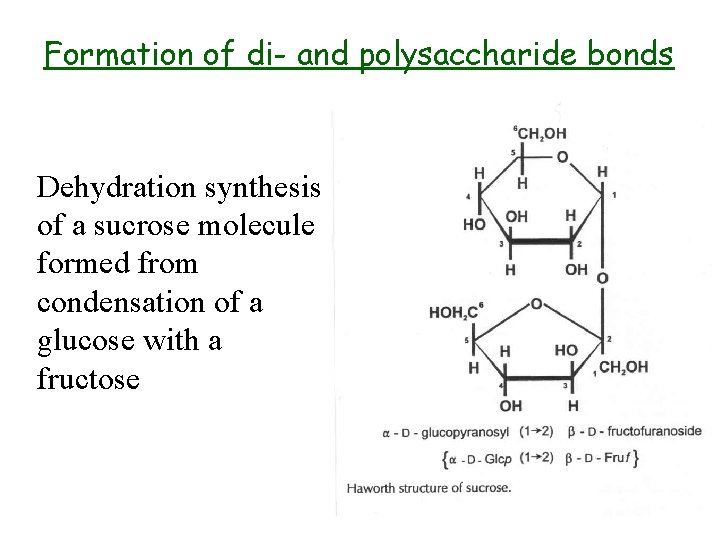 Formation of di- and polysaccharide bonds Dehydration synthesis of a sucrose molecule formed from