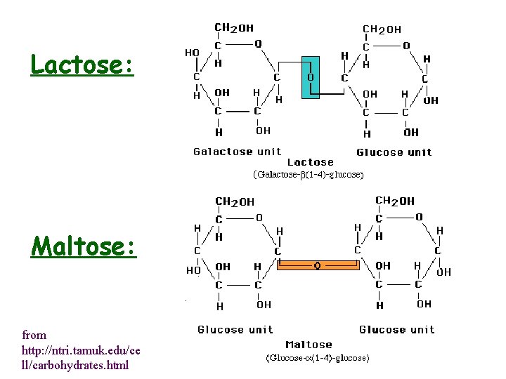 Lactose: Maltose: from http: //ntri. tamuk. edu/ce ll/carbohydrates. html 