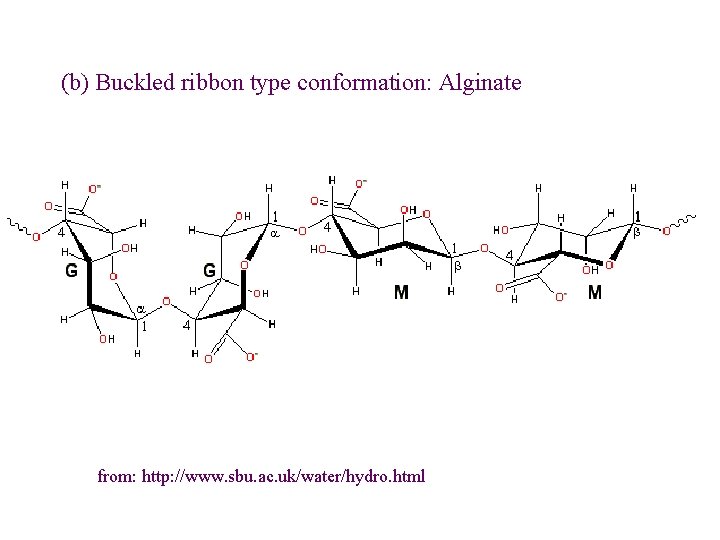 (b) Buckled ribbon type conformation: Alginate from: http: //www. sbu. ac. uk/water/hydro. html 