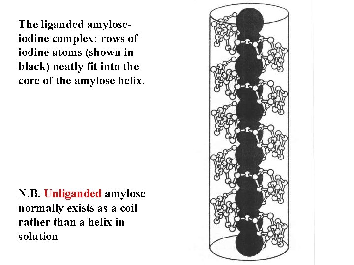 The liganded amyloseiodine complex: rows of iodine atoms (shown in black) neatly fit into