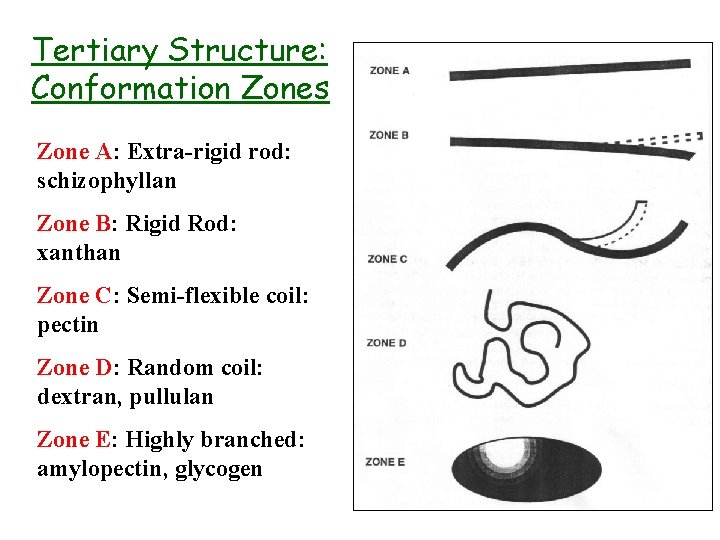 Tertiary Structure: Conformation Zones Zone A: Extra-rigid rod: schizophyllan Zone B: Rigid Rod: xanthan