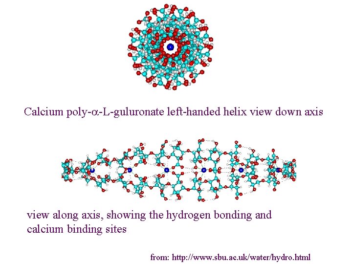 Calcium poly-a-L-guluronate left-handed helix view down axis view along axis, showing the hydrogen bonding