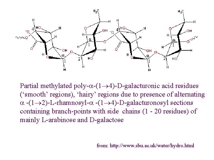 Partial methylated poly-a-(1 4)-D-galacturonic acid residues (‘smooth’ regions), ‘hairy’ regions due to presence of