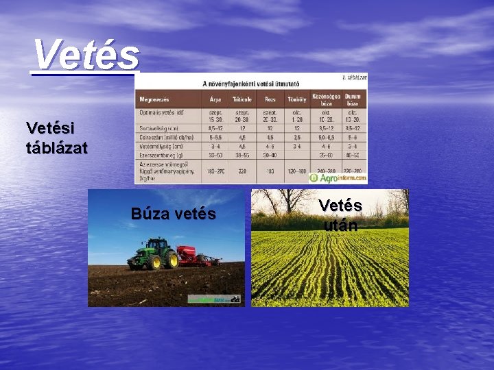 Vetési táblázat Búza vetés Vetés után 