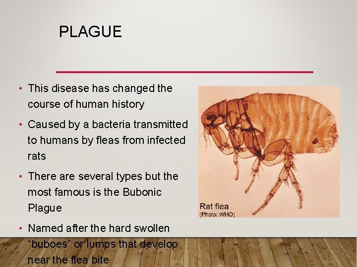 PLAGUE • This disease has changed the course of human history • Caused by