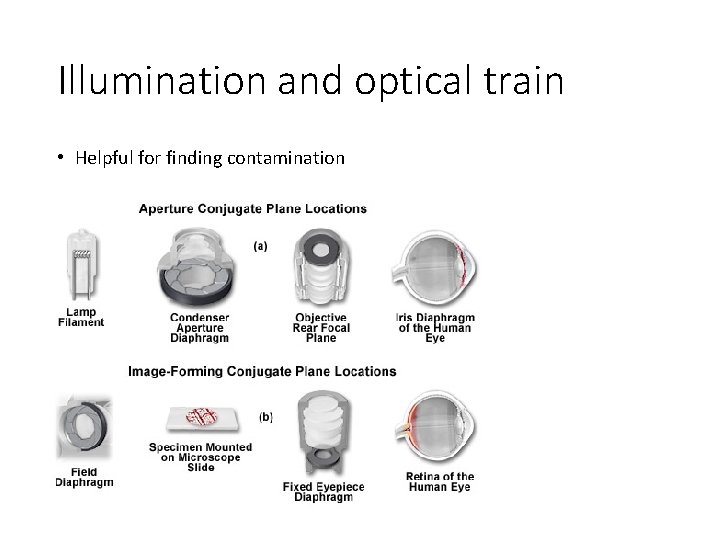 Illumination and optical train • Helpful for finding contamination 