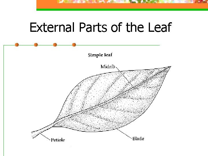 External Parts of the Leaf 