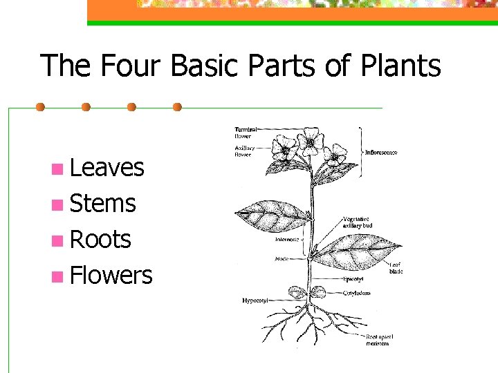 The Four Basic Parts of Plants n Leaves n Stems n Roots n Flowers