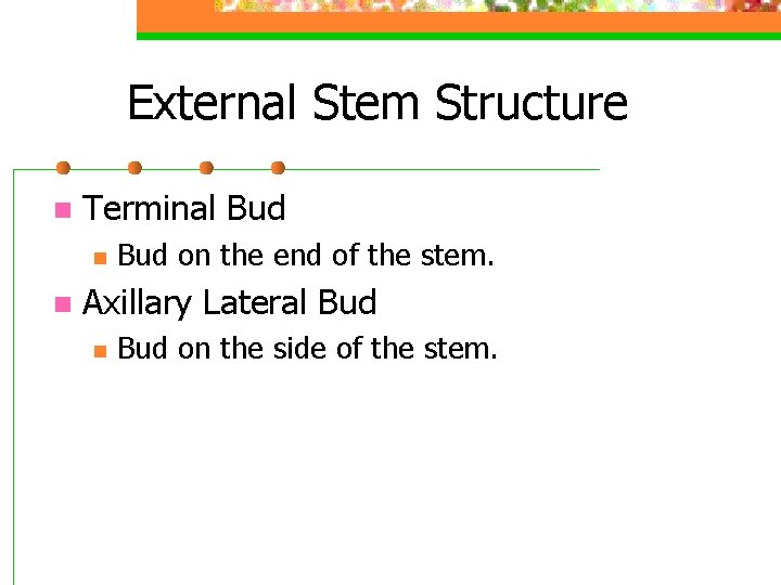 External Stem Structure n Terminal Bud n n Bud on the end of the