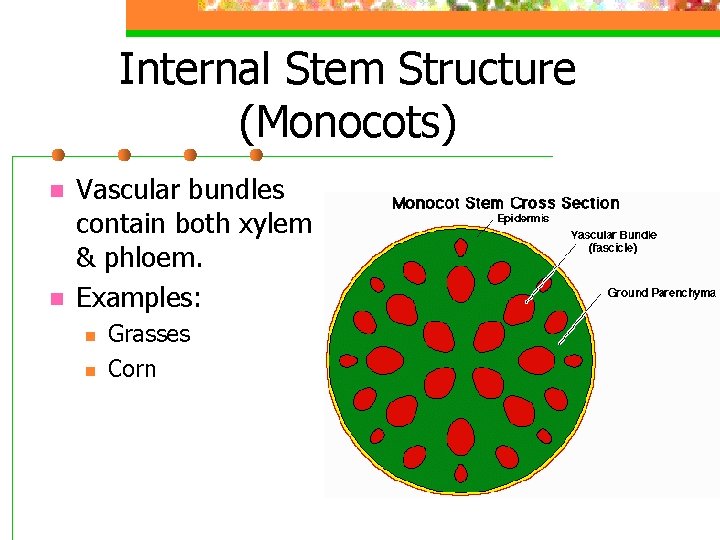 Internal Stem Structure (Monocots) n n Vascular bundles contain both xylem & phloem. Examples: