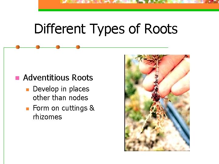 Different Types of Roots n Adventitious Roots n n Develop in places other than