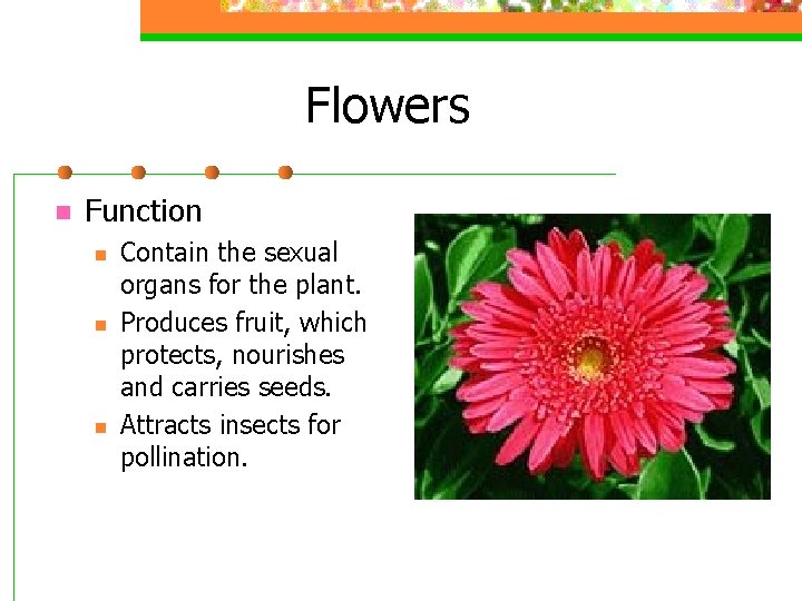 Flowers n Function n Contain the sexual organs for the plant. Produces fruit, which