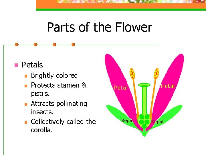 Parts of the Flower n Petals n n Brightly colored Protects stamen & pistils.