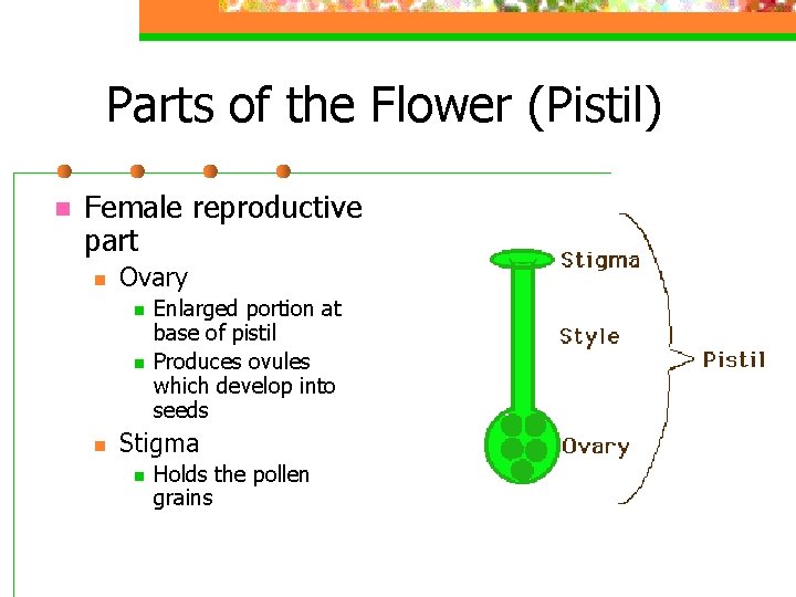 Parts of the Flower (Pistil) n Female reproductive part n Ovary n n n