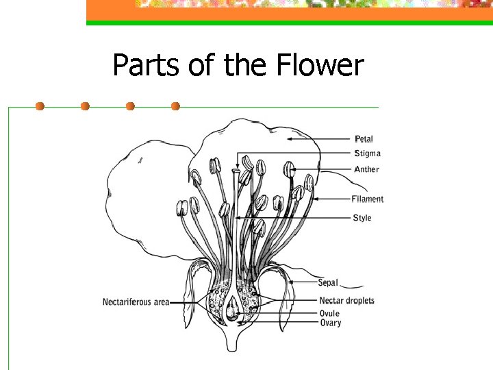 Parts of the Flower 