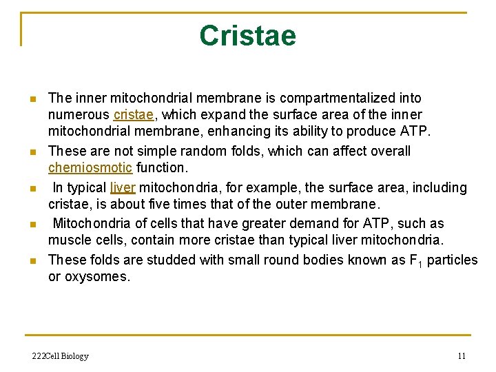 Cristae n n n The inner mitochondrial membrane is compartmentalized into numerous cristae, which