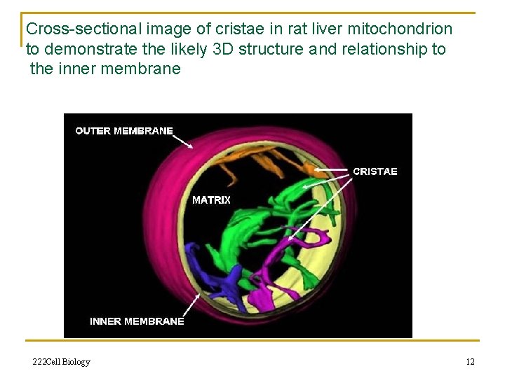 Cross-sectional image of cristae in rat liver mitochondrion to demonstrate the likely 3 D