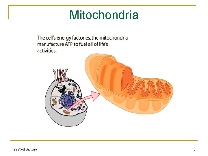 Mitochondria 222 Cell Biology 2 