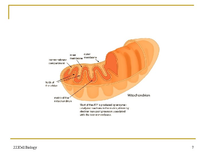 222 Cell Biology 7 