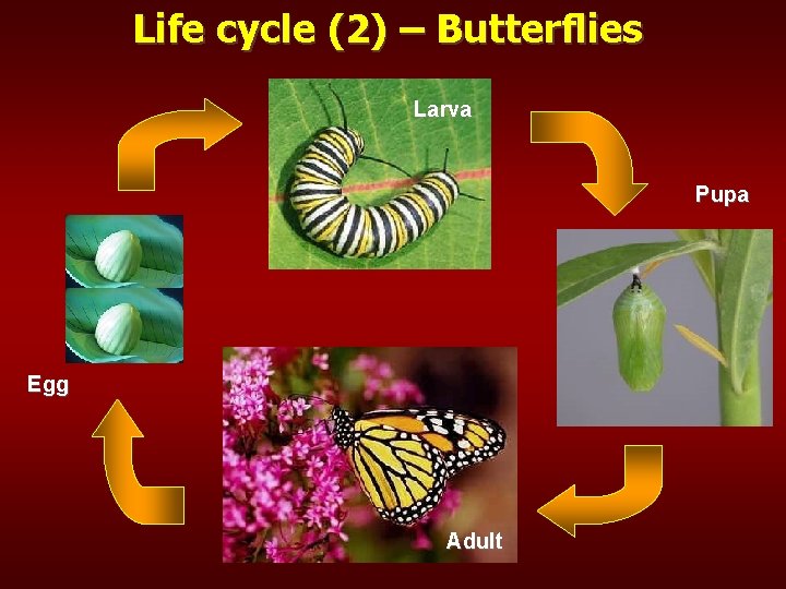 Life cycle (2) – Butterflies Larva Pupa Egg Adult 