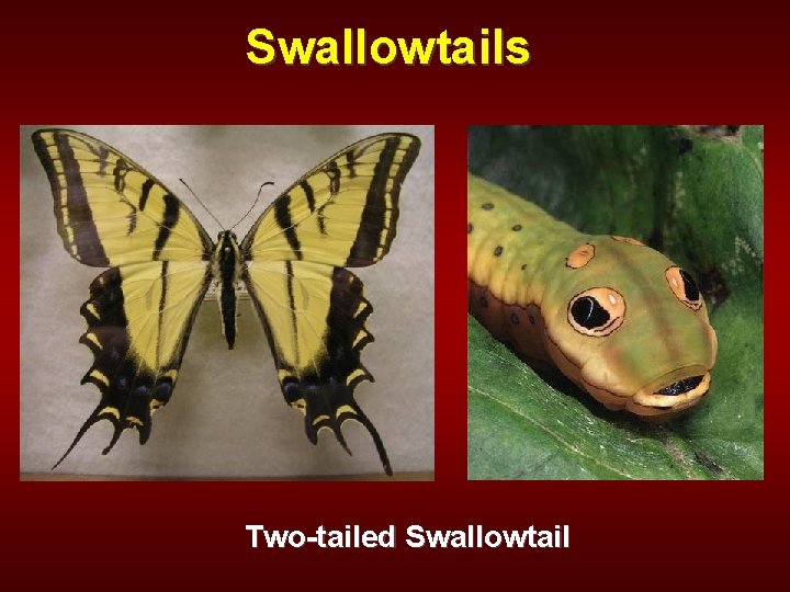 Swallowtails Two-tailed Swallowtail 