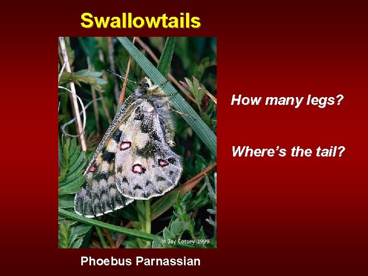 Swallowtails How many legs? Where’s the tail? Phoebus Parnassian 