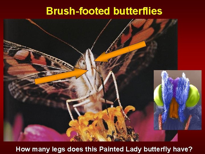 Brush-footed butterflies How many legs does this Painted Lady butterfly have? 