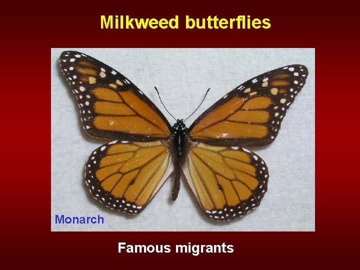 Milkweed butterflies Monarch Famous migrants 