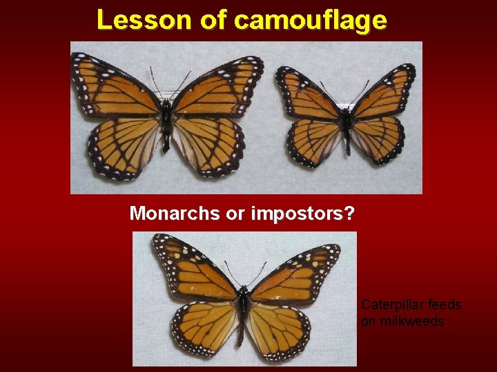 Lesson of camouflage Monarchs or impostors? Caterpillar feeds on milkweeds 