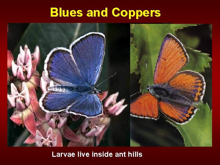 Blues and Coppers Larvae live inside ant hills 