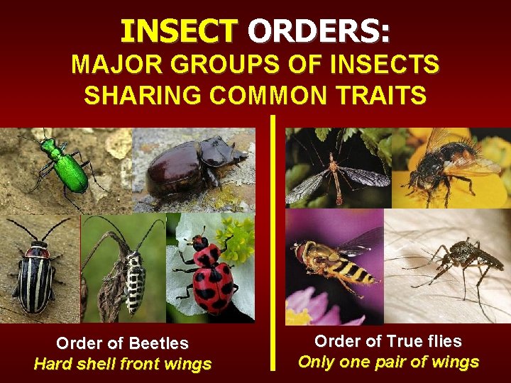 INSECT ORDERS: MAJOR GROUPS OF INSECTS SHARING COMMON TRAITS Order of Beetles Hard shell
