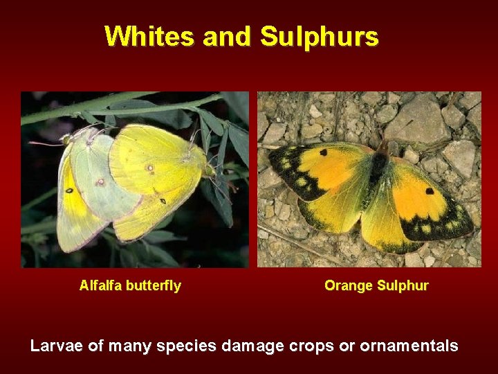 Whites and Sulphurs Alfalfa butterfly Orange Sulphur Larvae of many species damage crops or