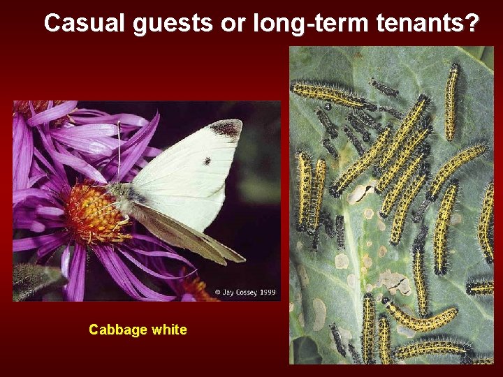 Casual guests or long-term tenants? Cabbage white 