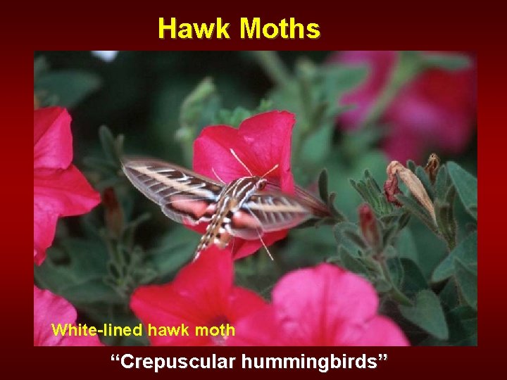Hawk Moths White-lined hawk moth “Crepuscular hummingbirds” 