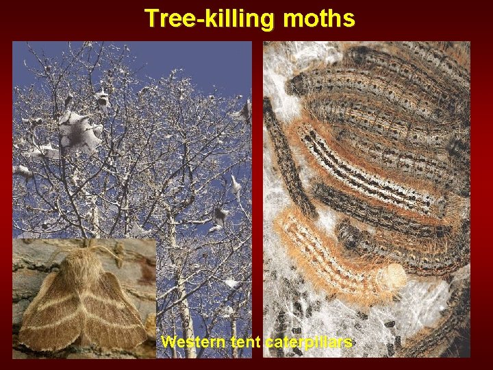 Tree-killing moths Western tent caterpillars 