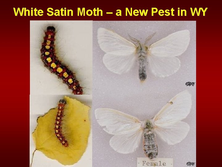 White Satin Moth – a New Pest in WY 