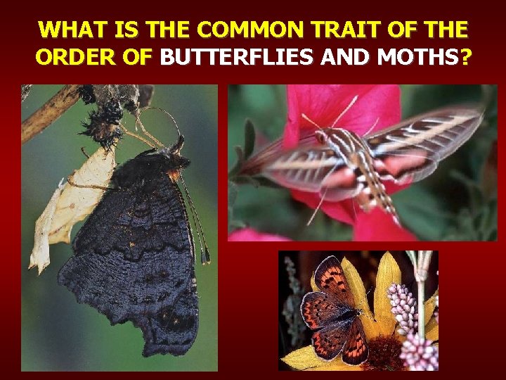 WHAT IS THE COMMON TRAIT OF THE ORDER OF BUTTERFLIES AND MOTHS? 