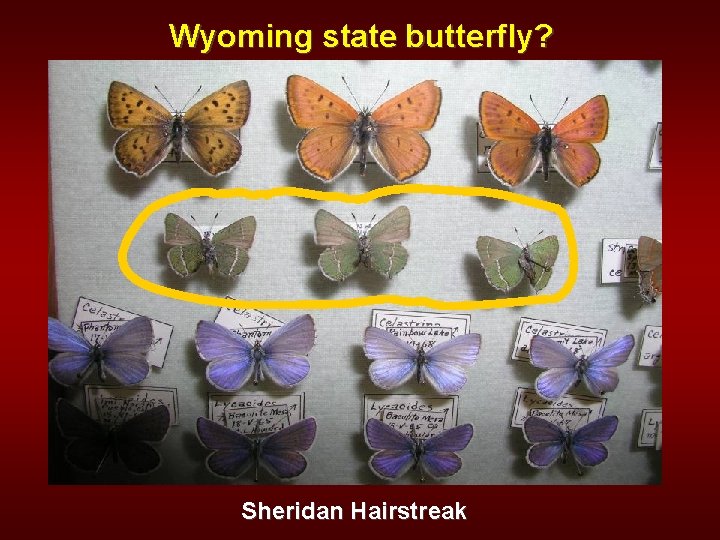 Wyoming state butterfly? Sheridan Hairstreak 