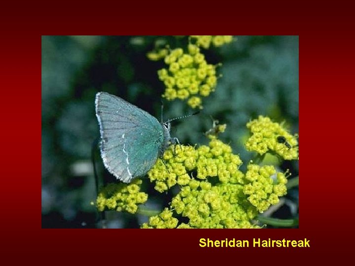 Sheridan Hairstreak 