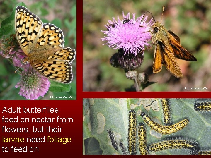 © A. Latchininsky 2006 Adult butterflies feed on nectar from flowers, but their larvae